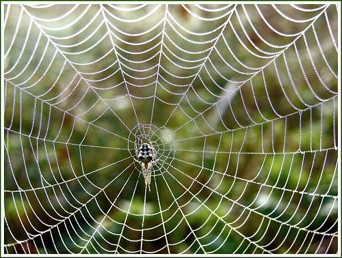 发现微妙世界：蜘蛛网怎么拍才更精美
